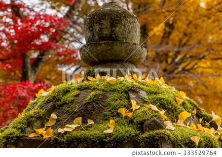 251116 北山公園 z116 133529764