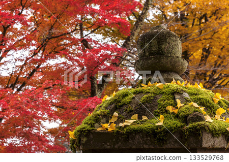 251116 Kitayama Park z126 251116 Kitayama Park z126 133529768