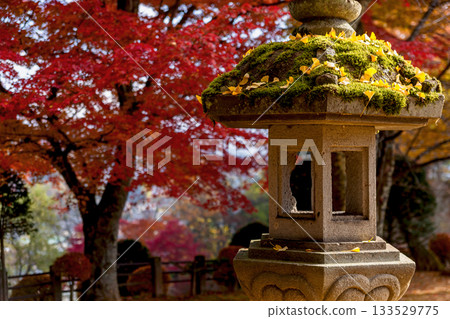 251116 北山公園 z142 251116 北山公園 z142 133529775