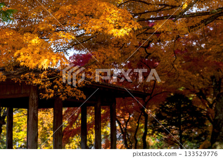 251116 北山公園 z150 133529776