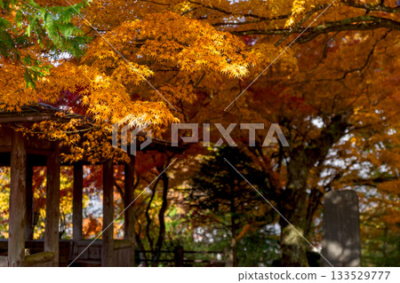 251116 北山公園 z151 133529777