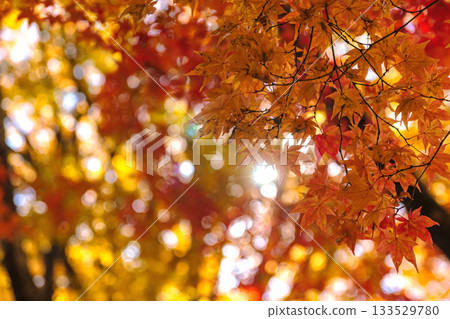 251116 北山公園 z159 133529780