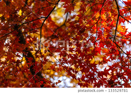 251116 北山公園 z167 133529781