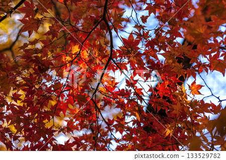 251116 北山公園 z169 133529782