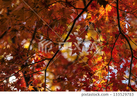 251116 Kitayama Park z174 133529783