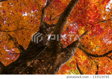 251116 北山公園 z182 251116 北山公園 z182 133529785