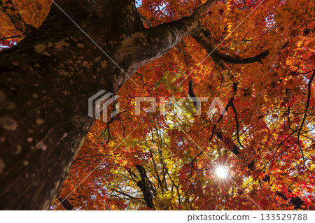 251116 北山公園 z189 251116 北山公園 z189 133529788