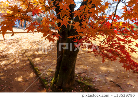 251116 北山公園 z193 133529790