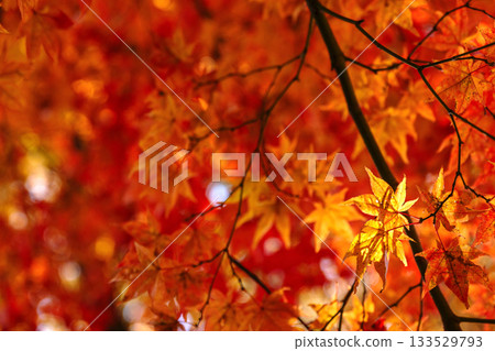 251116 北山公園 z200 133529793