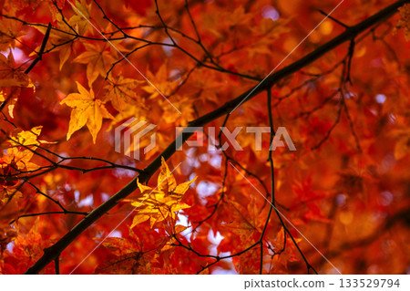 251116 北山公園 z202 133529794