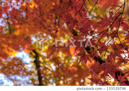 251116 北山公園 z211 133529796