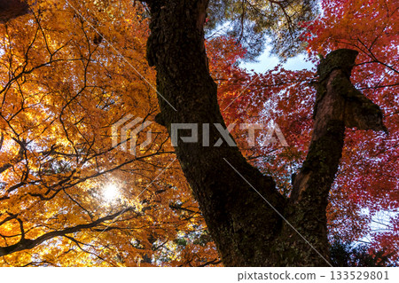 251116 北山公園 z232 133529801