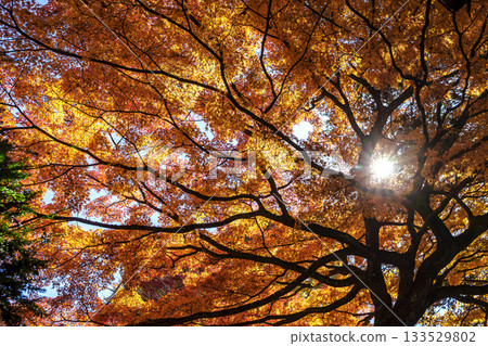 251116 Kitayama Park z233 133529802