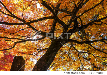 251116 北山公園 z234 133529803