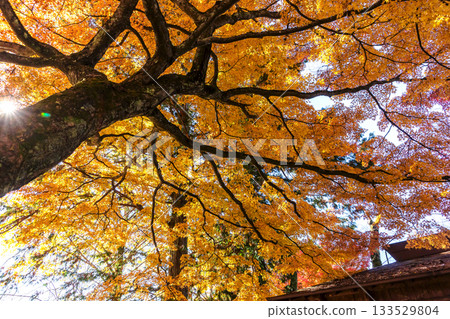 251116 北山公園 z235 133529804