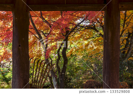 251116 北山公園 z245 133529808