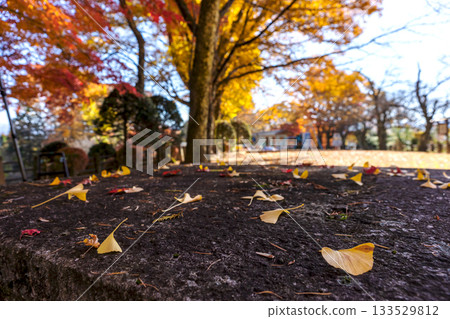 251116 北山公園 z263 251116 北山公園 z263 133529812