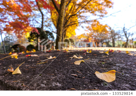 251116 北山公園 z272 251116 北山公園 z272 133529814