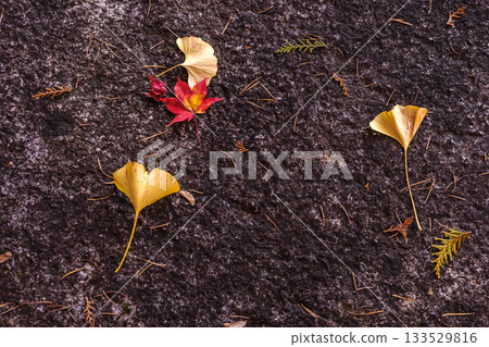 251116 北山公園 z273 133529816