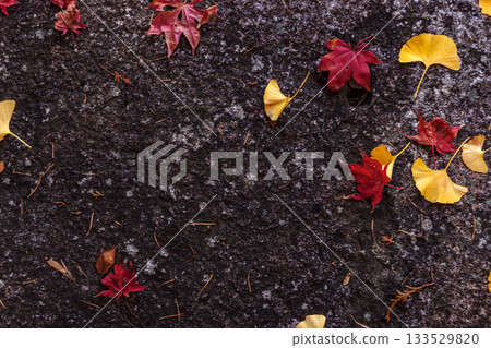 251116 北山公園 z277 251116 北山公園 z277 133529820