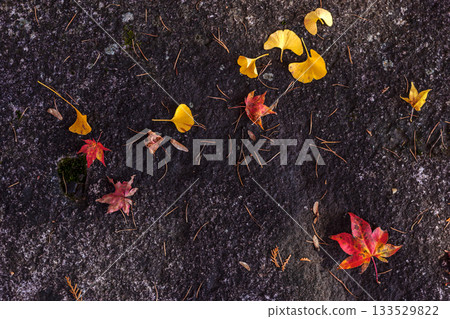 251116 北山公園 z278 133529822