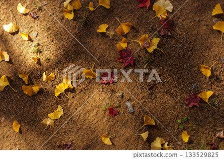 251116 Kitayama Park z281 133529825