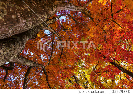 251116 北山公園 z285 133529828