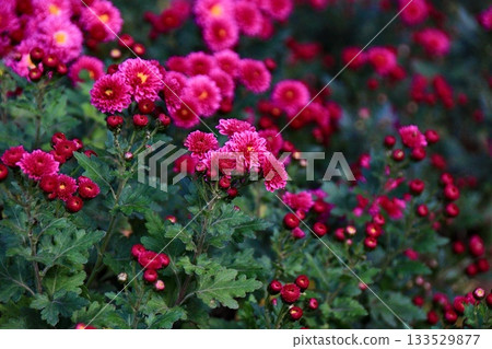 深粉紅色的菊花和深綠色的葉子 深粉紅色的菊花和深綠色的葉子 133529877