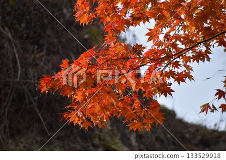 秋葉風景 133529918