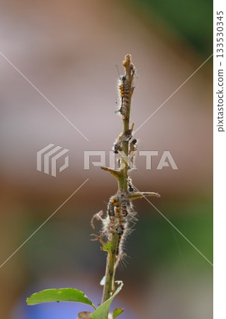 Caterpillar on a plant in the garden, Macro photography Caterpillar on a plant in the garden, Macro photography 133530345