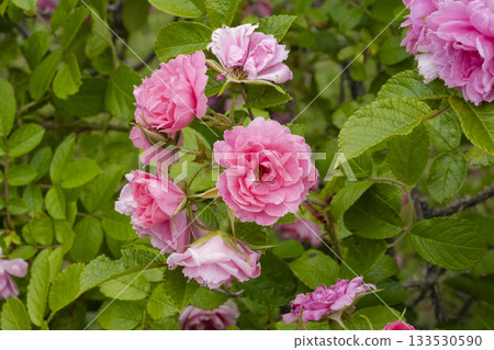 Dark pink roses 133530590