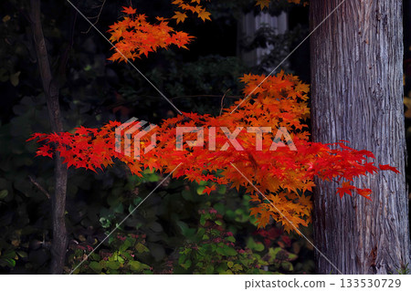 長野縣諏訪市天長神社的秋葉 長野縣諏訪市天長神社的秋葉 133530729