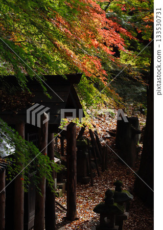 長野縣諏訪市天長神社的秋葉 長野縣諏訪市天長神社的秋葉 133530731