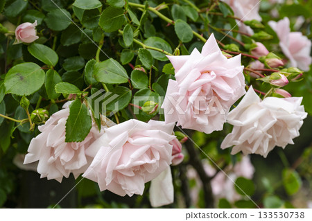 Light pink roses 133530738