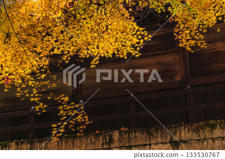 251117 城山公園 z007 133530767