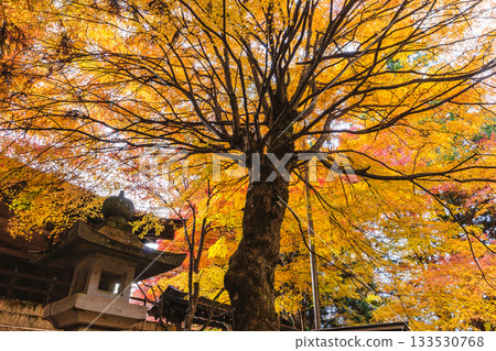 251117 Shiroyama Park z009 251117 Shiroyama Park z009 133530768