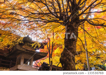 251117 城山公園 z010 133530769