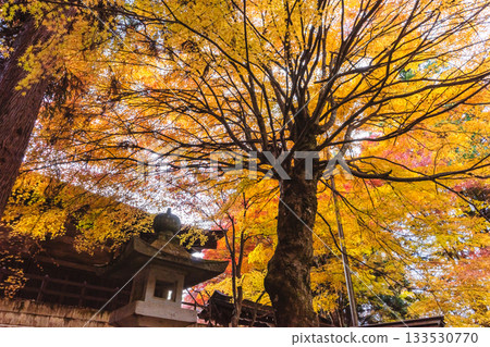 251117 城山公園 z014 133530770