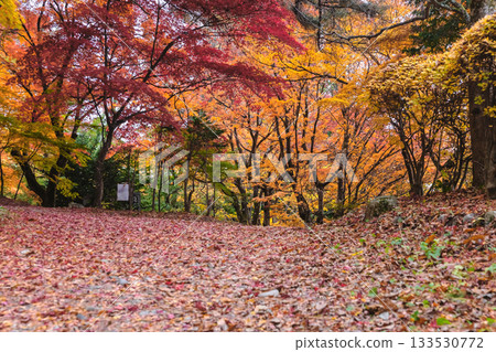 251117 城山公園 z024 133530772