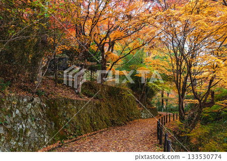 251117 城山公園 z034 133530774