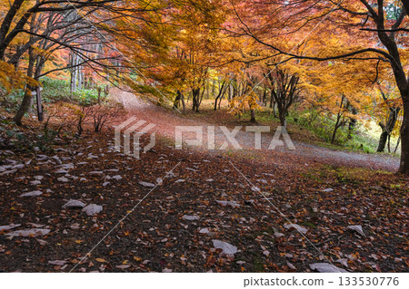 251117 城山公園 z041 133530776