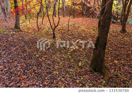 251117 城山公園 z047 251117 城山公園 z047 133530780