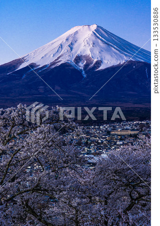 [Yamanashi Prefecture_Fujiyoshida City] Mount Fuji at dawn and cherry blossoms in full bloom at Arakurayama Sengen Park in April 133530886