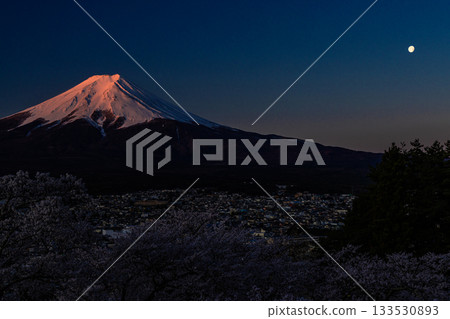 [Yamanashi Prefecture_Fujiyoshida City] Mount Fuji at dawn and cherry blossoms in full bloom at Arakurayama Sengen Park in April 133530893