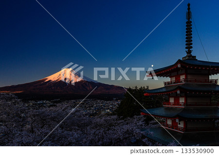 【山梨縣富士吉田市】四月，富士山在黎明時分與荒倉山淺間公園盛開的櫻花交相輝映。 133530900