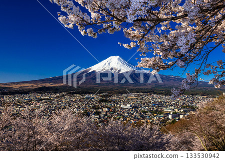[Yamanashi Prefecture_Fujiyoshida City] Mount Fuji at dawn and cherry blossoms in full bloom at Arakurayama Sengen Park in April 133530942