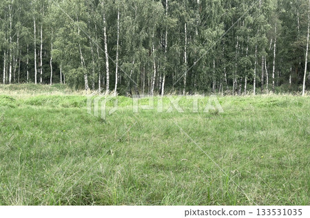 Tree forest landscape. Nature peaceful green wood environment, tranquil calm summer foliage beauty 133531035