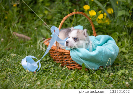 Cute Siberian husky puppy with blue eyes in basket Cute Siberian husky puppy with blue eyes in basket 133531062