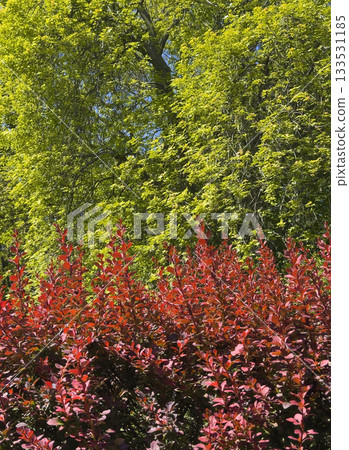 Barberry shrub with red leaves in front of green trees. Ornamental foliage creating natural contrast Barberry shrub with red leaves in front of green trees. Ornamental foliage creating natural contrast 133531185
