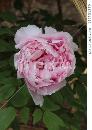 Peony in full bloom Peony in full bloom 133531279